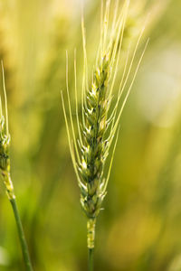 Close-up of crops growing on field