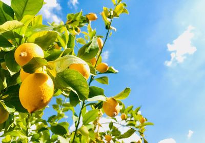 Low angle view of fruits growing on tree against sky