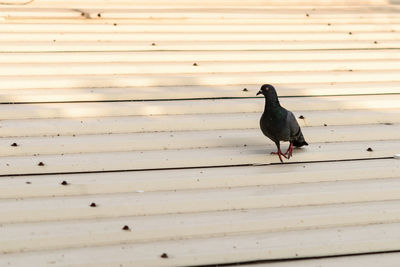 Close-up of bird perching on wood