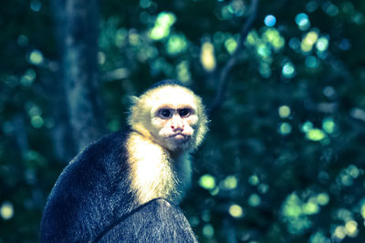 Portrait of monkey looking away in forest