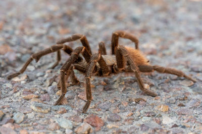 Close-up of spider