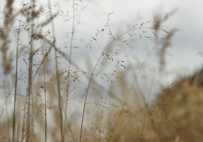 Close-up of lizard on grass against sky