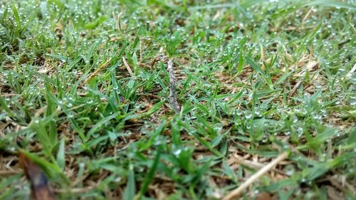 Close-up of grass on field