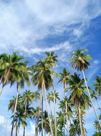 Low angle view of coconut palm trees against blue sky