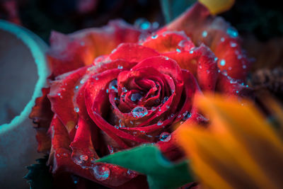 Close-up of red rose