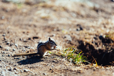 View of squirrel on land