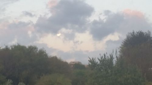 Trees against sky