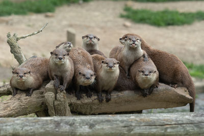 Portrait of a family of asian small clawed otters sitting on a log together 