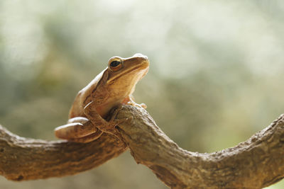 Tree frog on branch