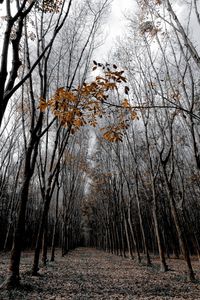 Bare trees in forest during winter