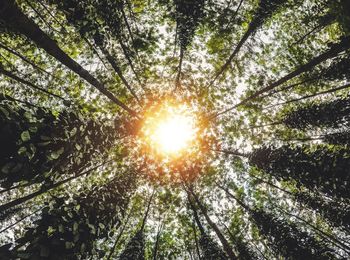 Low angle view of sunlight streaming through trees