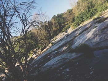 Scenic view of river amidst trees against sky