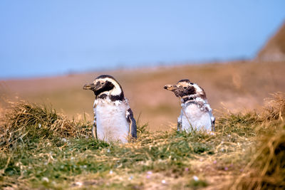 Molting magellanic penguins.