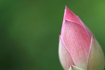 Close-up of bud against blurred background