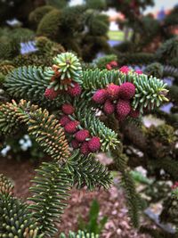 Close-up of pine tree