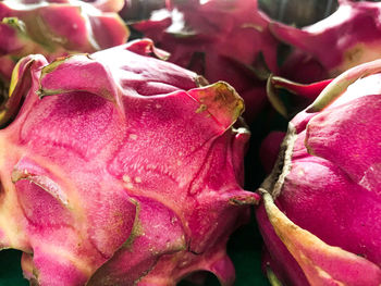 Close-up of pink rose