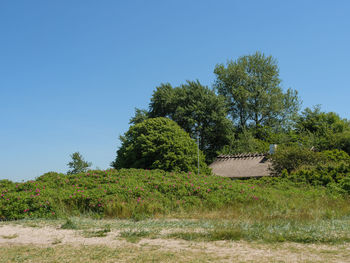 Trees growing on field against clear sky