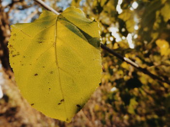 Close-up of leaves