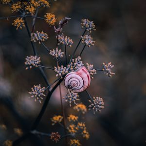 Beautiful snail on the plant in the nature in autumn season