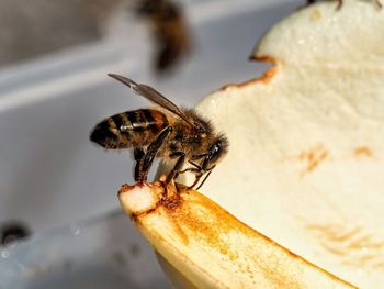 Close-up of bee