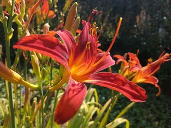 Close-up of day lily