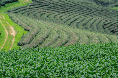 High angle view of rice field