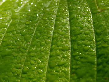 Close-up of water drops on leaf