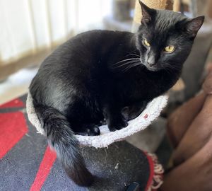 Close-up portrait of black cat at home