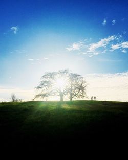 Trees on field against sky