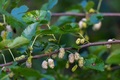 plant