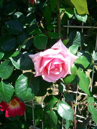 Close-up of pink rose