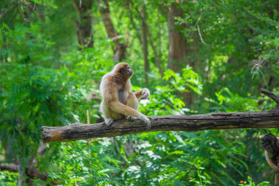 Monkey on a tree