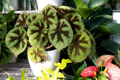 plant