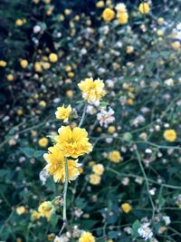 Close-up of flowers blooming in field