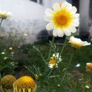 Close-up of yellow flowers blooming outdoors