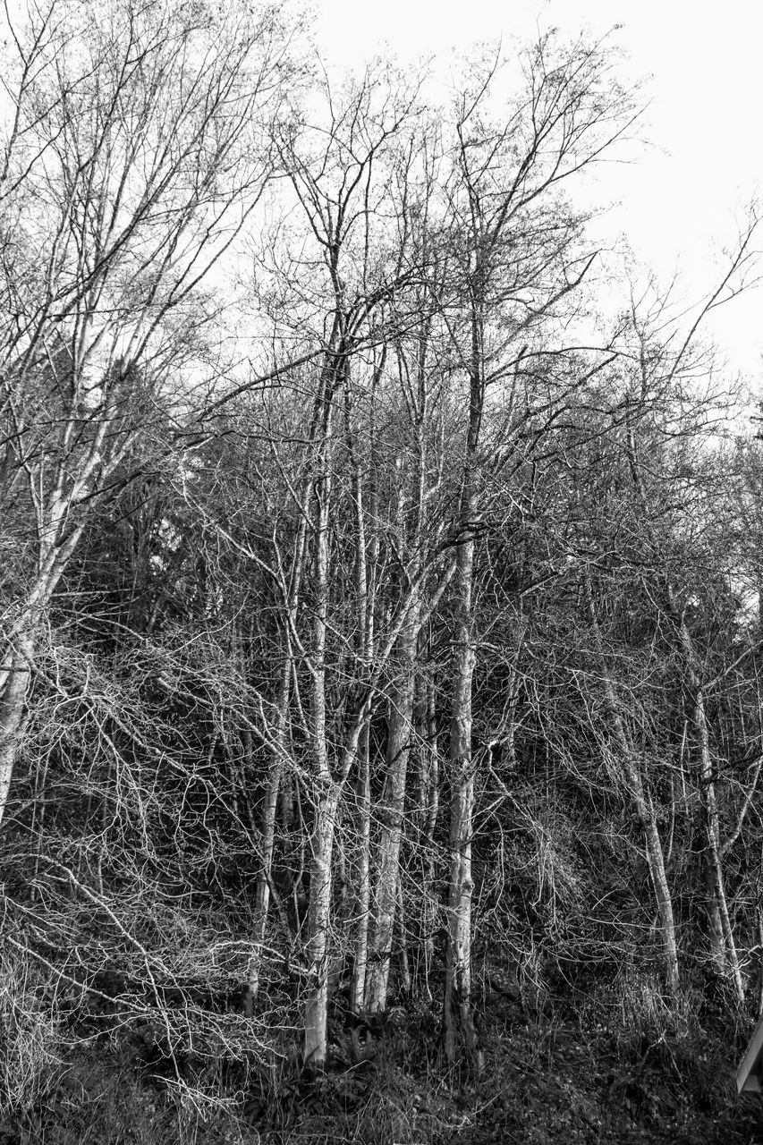 VIEW OF BARE TREES IN FOREST