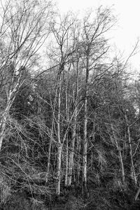 Bare trees in forest