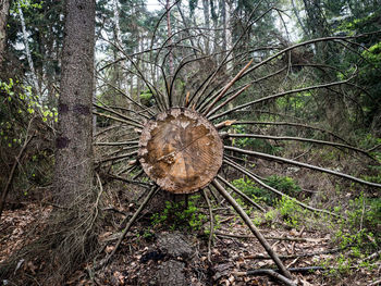 Close-up of tree trunk in forest