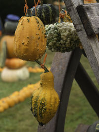 Halloween in the garden