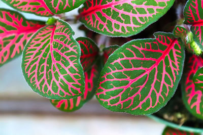 Closeup of pink veins on a nerve houseplant.