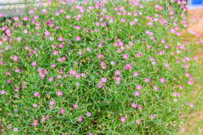 Close-up of pink flowers blooming outdoors