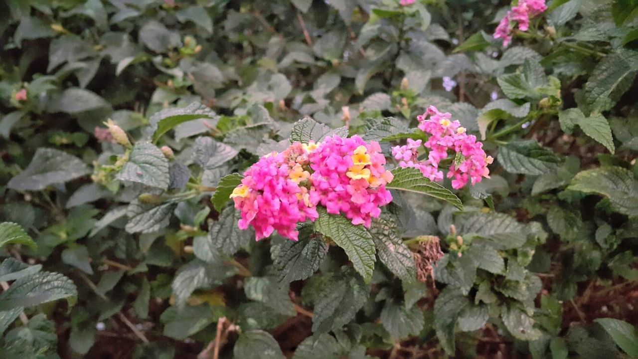 HIGH ANGLE VIEW OF PINK FLOWERS IN PARK