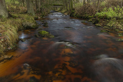 Stream flowing in forest