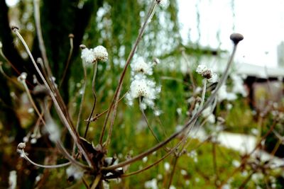 Close-up of white flowers growing on tree