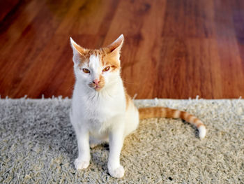 Portrait of cat sitting on floor