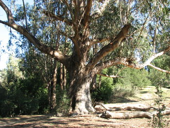 Trees in forest