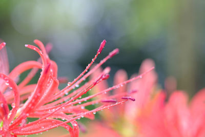 Close-up of water drops on plant