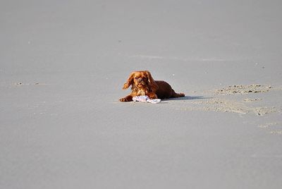 View of dog on beach