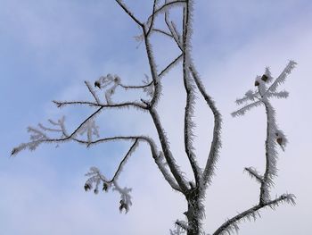 Low angle view of flower tree against clear sky