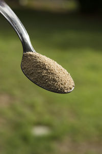 Close-up of mushroom growing on field